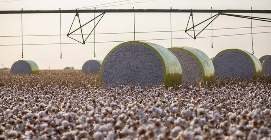 Exportadores de algodão aumentam estimativa para safra no Brasil