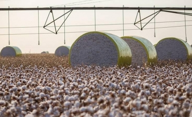 Exportadores de algodão aumentam estimativa para safra no Brasil