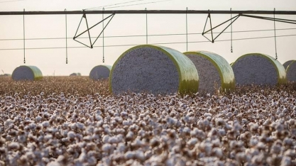 Exportadores de algodão aumentam estimativa para safra no Brasil
