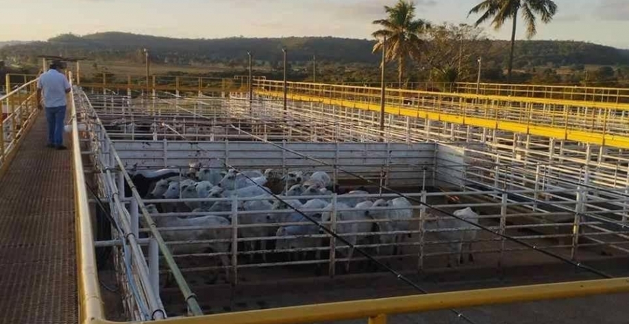 Custo de confinamento de gado no Sudeste caiu ao menor patamar em 23 meses