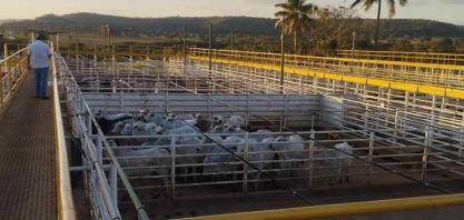 Custo de confinamento de gado no Sudeste caiu ao menor patamar em 23 meses