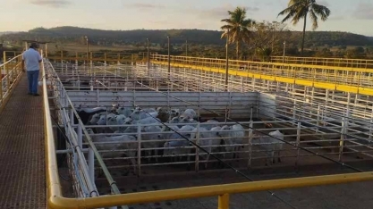 Custo de confinamento de gado no Sudeste caiu ao menor patamar em 23 meses