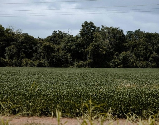 Soja em áreas desmatadas na Amazônia acelerou após ações contra Moratória