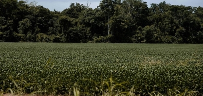 Soja em áreas desmatadas na Amazônia acelerou após ações contra Moratória
