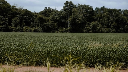 Soja em áreas desmatadas na Amazônia acelerou após ações contra Moratória