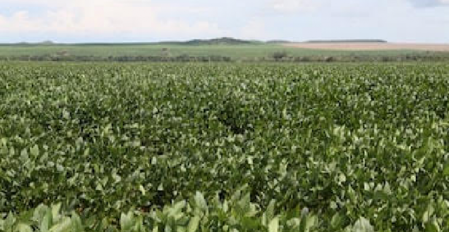 O agro e o choque de custos – Por Celso Ming