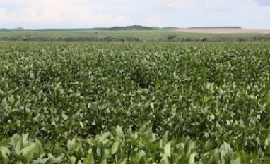O agro e o choque de custos – Por Celso Ming