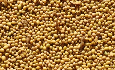 A patente da soja transgênica venceu? O que dizem Aprosoja e Bayer
