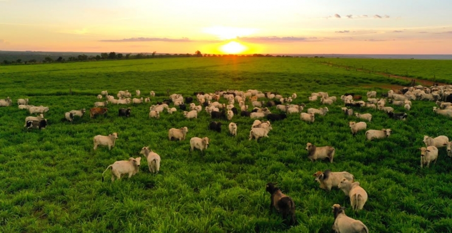 TO: Grupo do agro com 25 fazendas entra em recuperação judicial