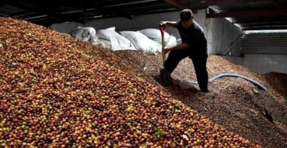 Exportação de café do Brasil avança 48,5% no início de agosto