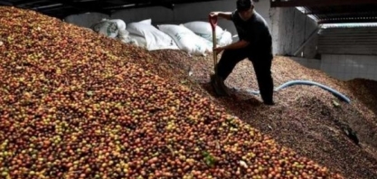 Exportação de café do Brasil avança 48,5% no início de agosto
