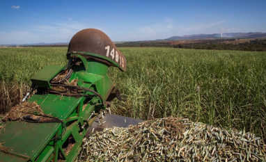 Produção de cana no Brasil pode amenizar déficit de açúcar no mundo