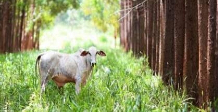 VBP da agropecuária chega a R$ 1,39 trilhão em julho de 2026