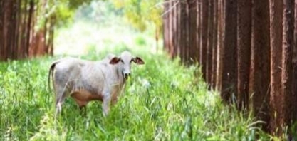 VBP da agropecuária chega a R$ 1,39 trilhão em julho de 2026