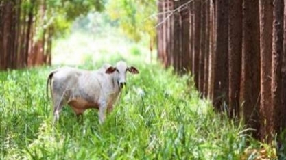 VBP da agropecuária chega a R$ 1,39 trilhão em julho de 2026