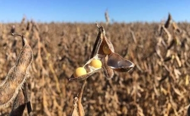 Produção de soja traz menor crescimento em 30 anos, diz consultoria