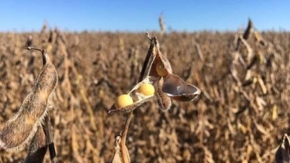 Produção de soja traz menor crescimento em 30 anos, diz consultoria