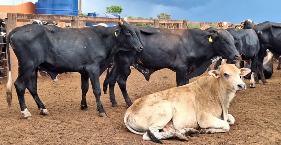 Mercado do boi gordo encerra a semana com preços estáveis e poucos negócios