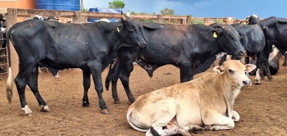 Mercado do boi gordo encerra a semana com preços estáveis e poucos negócios