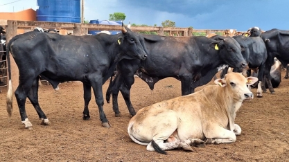 Mercado do boi gordo encerra a semana com preços estáveis e poucos negócios