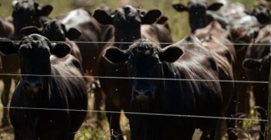 Oferta menor de gado deve sustentar preços do boi no segundo semestre