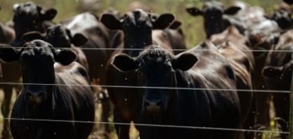 Oferta menor de gado deve sustentar preços do boi no segundo semestre