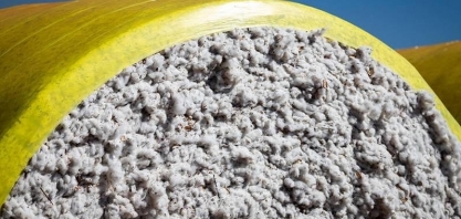 Exportação brasileira de algodão aumentou 21,8% em julho