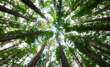 Setor de árvores cultivadas exporta US$ 7,5 bilhões no primeiro semestre