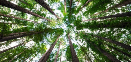 Setor de árvores cultivadas exporta US$ 7,5 bilhões no primeiro semestre