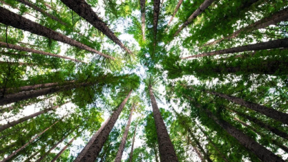 Setor de árvores cultivadas exporta US$ 7,5 bilhões no primeiro semestre
