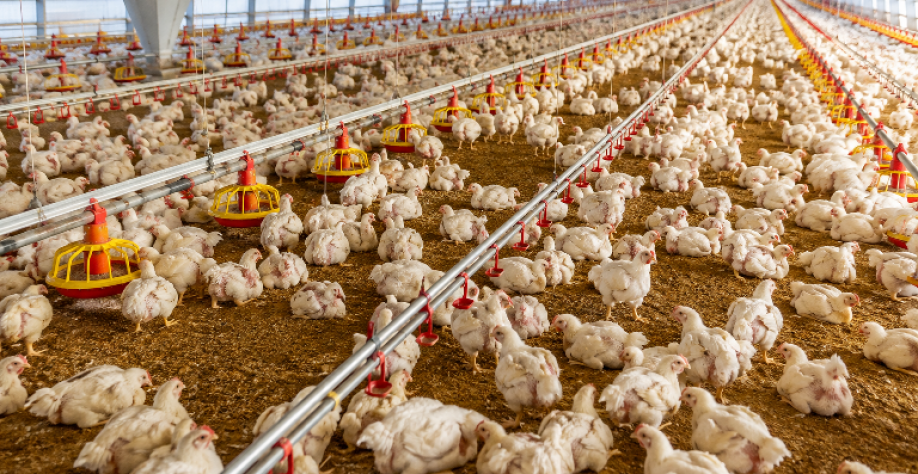 Como o frango conquistou o mundo e transformou a indústria de alimentos
