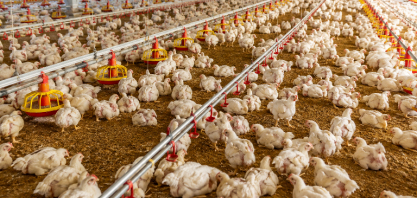 Como o frango conquistou o mundo e transformou a indústria de alimentos