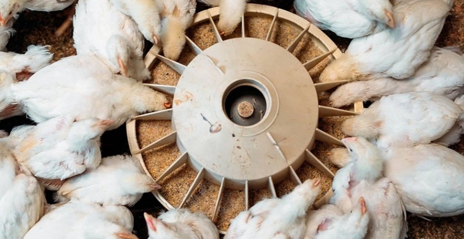 Alimentação animal cresceu 5,4% no primeiro trimestre de 2026