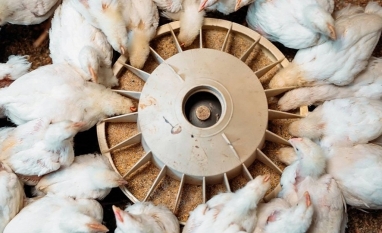 Alimentação animal cresceu 5,4% no primeiro trimestre de 2026