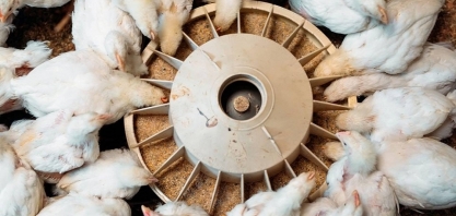 Alimentação animal cresceu 5,4% no primeiro trimestre de 2026