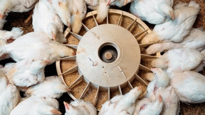 Alimentação animal cresceu 5,4% no primeiro trimestre de 2026