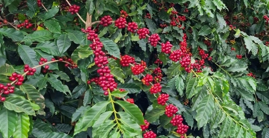 Qualidade do café no Brasil preocupa e faz preço subir 4% em Nova York
