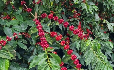 Qualidade do café no Brasil preocupa e faz preço subir 4% em Nova York