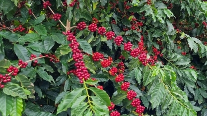 Qualidade do café no Brasil preocupa e faz preço subir 4% em Nova York