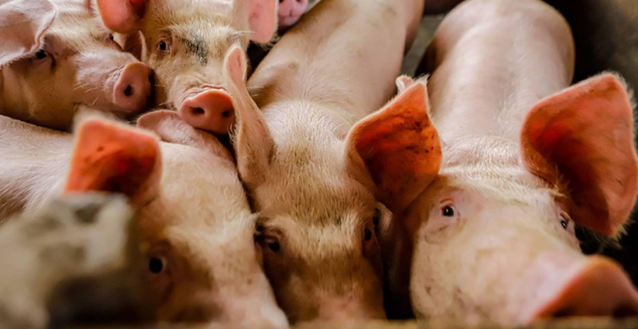 Conab aponta aumento na produção de carne suína em 2026 e 2027