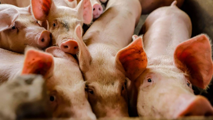 Conab aponta aumento na produção de carne suína em 2026 e 2027