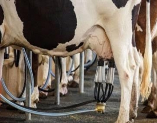 Custo de produção de leite sobe 4,13% no ano e pressiona margem do produtor