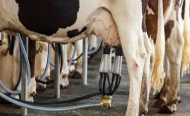 Custo de produção de leite sobe 4,13% no ano e pressiona margem do produtor