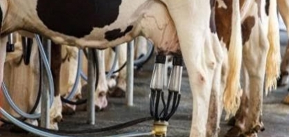 Custo de produção de leite sobe 4,13% no ano e pressiona margem do produtor