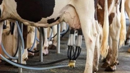 Custo de produção de leite sobe 4,13% no ano e pressiona margem do produtor