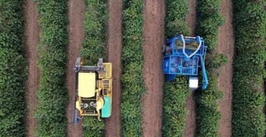 Café do Brasil apresenta florada precoce e nova safra pode chegar mais cedo