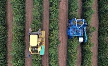 Café do Brasil apresenta florada precoce e nova safra pode chegar mais cedo