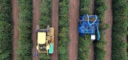 Café do Brasil apresenta florada precoce e nova safra pode chegar mais cedo