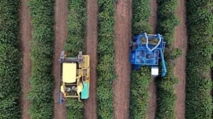 Café do Brasil apresenta florada precoce e nova safra pode chegar mais cedo
