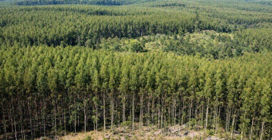 Eucalipto garante produção florestal recorde de R$ 47,9 bi, aponta IBGE